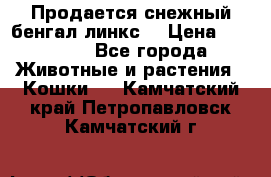 Продается снежный бенгал(линкс) › Цена ­ 25 000 - Все города Животные и растения » Кошки   . Камчатский край,Петропавловск-Камчатский г.